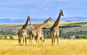 三亿体育体育培训-非洲篮球卫冕冠军无敌，强劲实力辉煌登顶的简单介绍